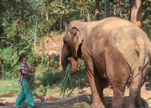 Mae Rim Elephant Sanctuary