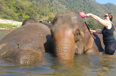 Chiang Mai Elephants