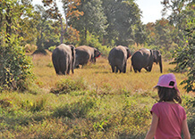 Kulen Elephant Forest