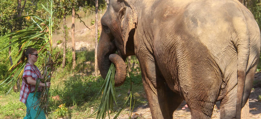 Mae Rim Elephant Sanctuary