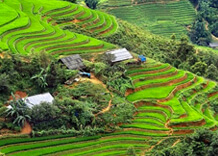 Sapa Rice Terraces